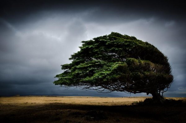 Arbre né au vent par G. Simard