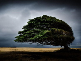 Arbre né au vent