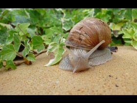 Norbert à la campagne