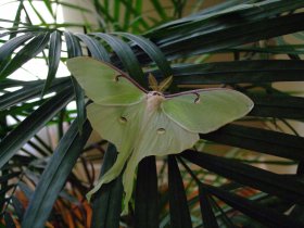 Le papillon lune