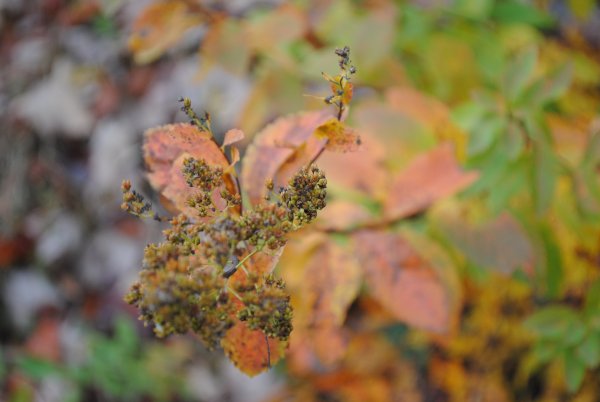Pétales d'automne par Emmanuelle Beaumont