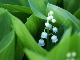Mère nature chante