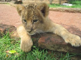 Un lion aux aguets