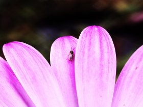 Au jardin