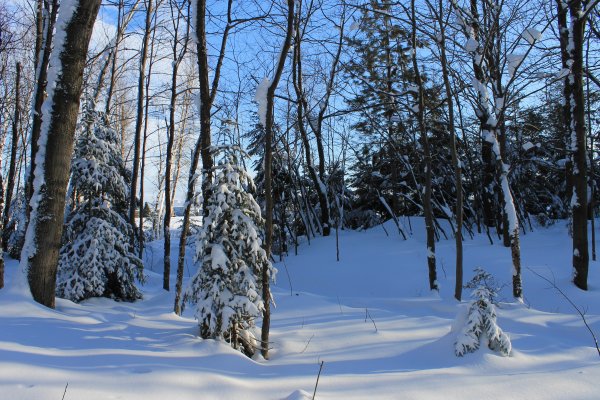 Paix hivernale par Mireille Leblanc