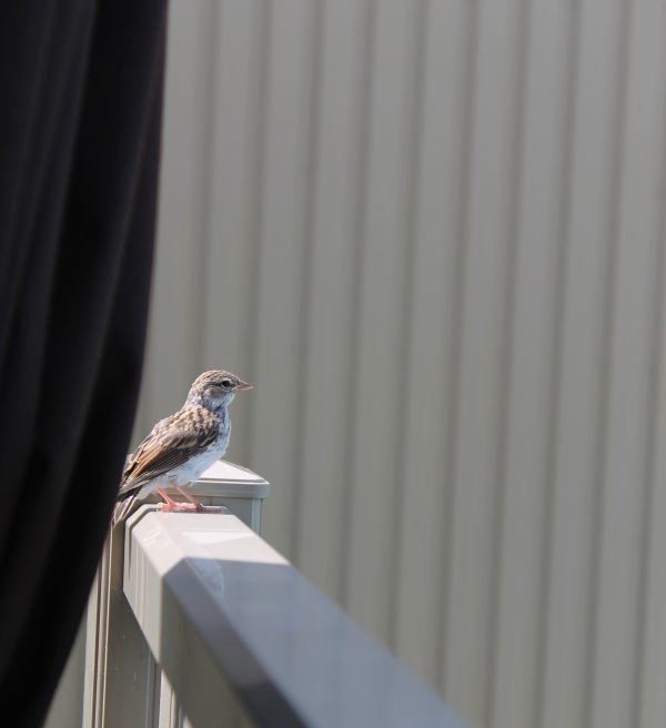 Contemplation d'un oiseau par Mireille Leblanc