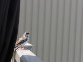 Contemplation d'un oiseau