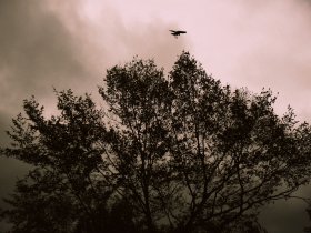 Nature Apocalyptique