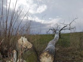 Coupe à blanc