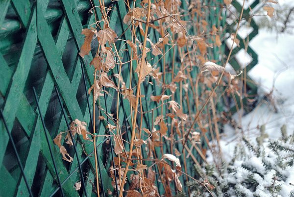 Nature vivante par Marie-Laurence Brouard