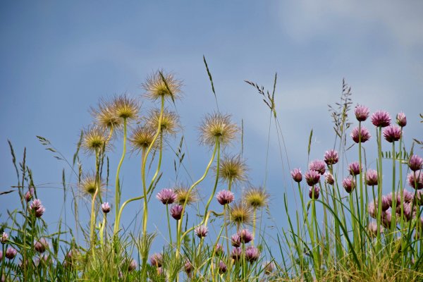 Fleurs sur le toit par Lorraine Gallant