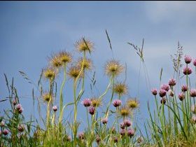 Fleurs sur le toit