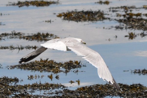 la nature à l'état pur à l'Île aux lièvres par Hélène Labbé