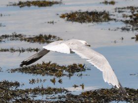 la nature à l'état pur à l'Île aux lièvres