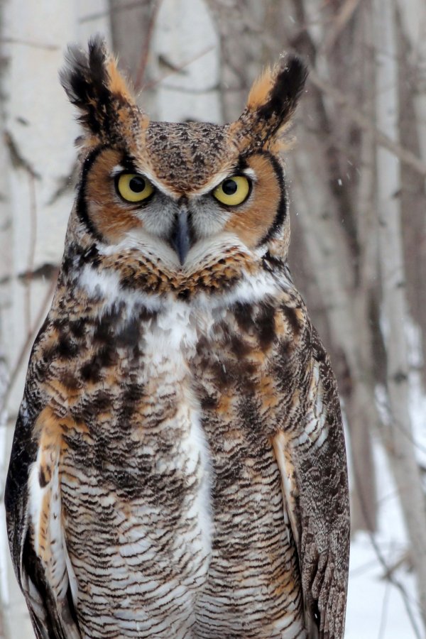 Tout est dans le regard! par Cynthia Anctil