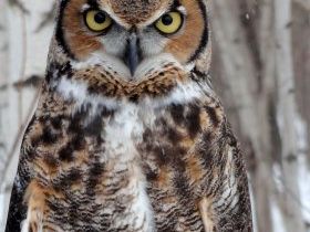 Tout est dans le regard!